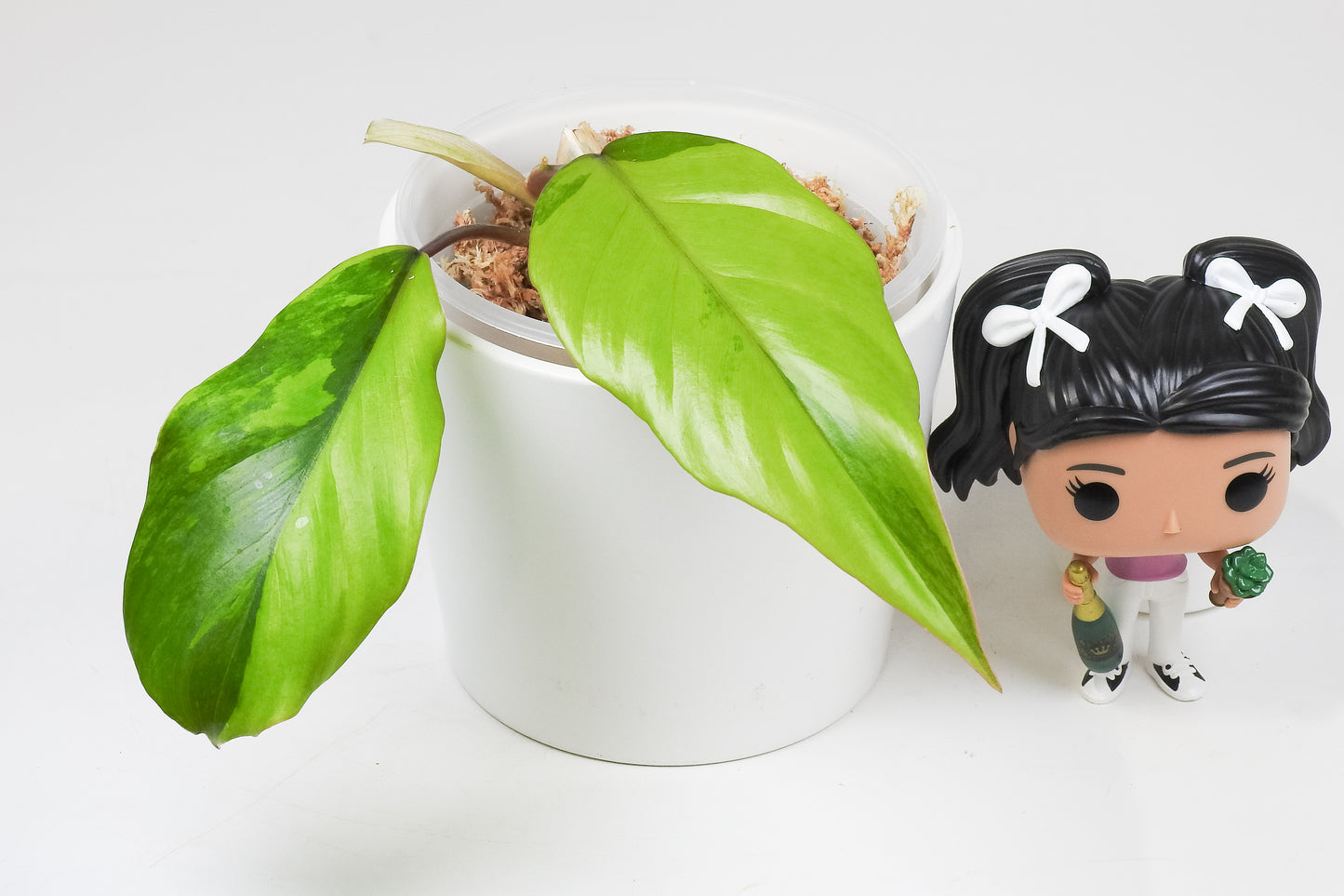 Philodendron 'Mayoi' Variegated (3515)