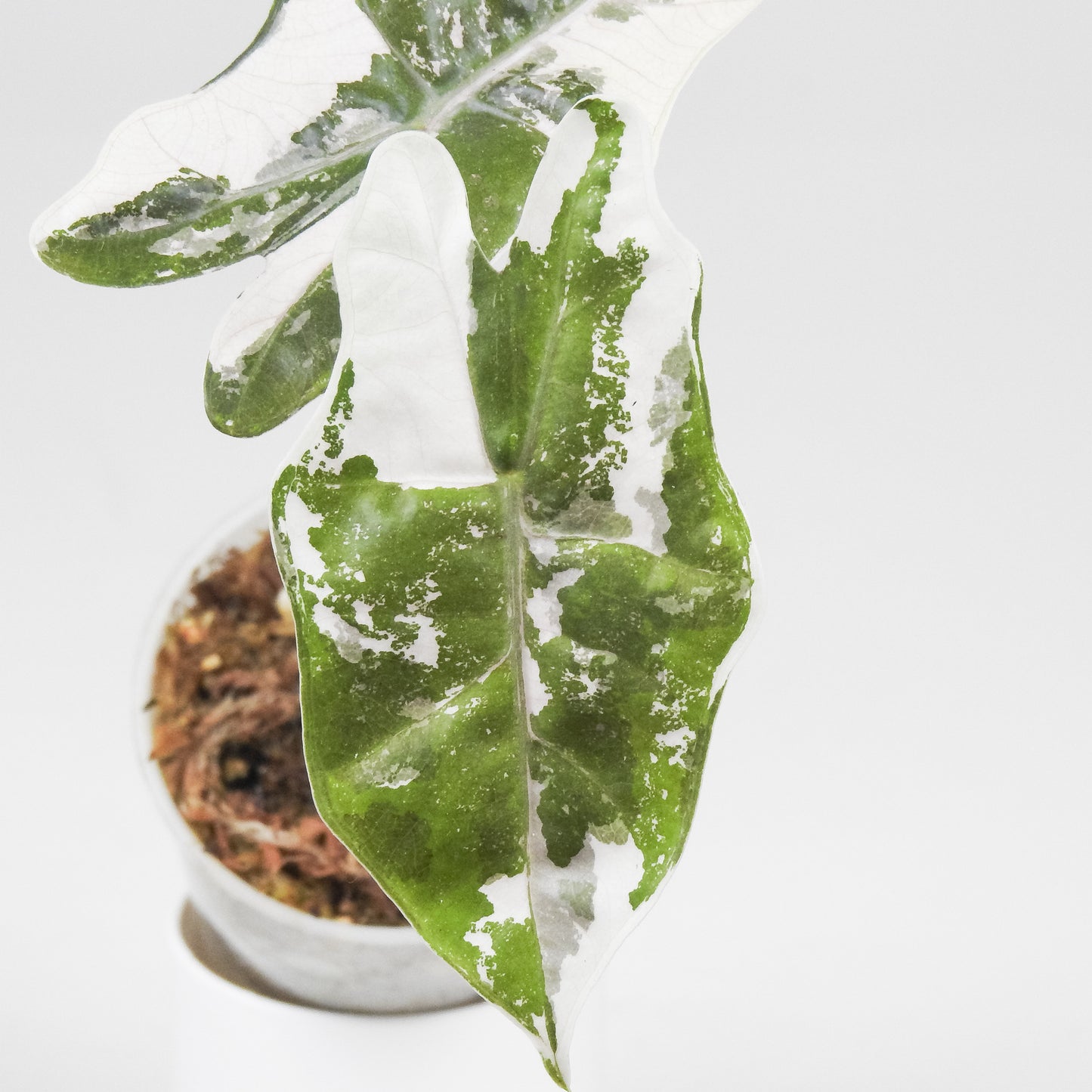 Alocasia Psuedo Sanderiana Pink (3519)