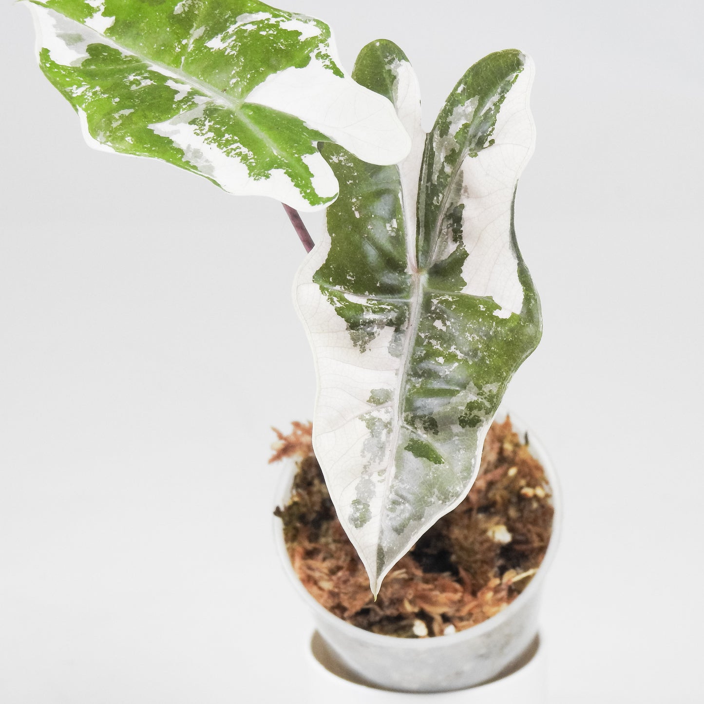 Alocasia Psuedo Sanderiana Pink (3519)