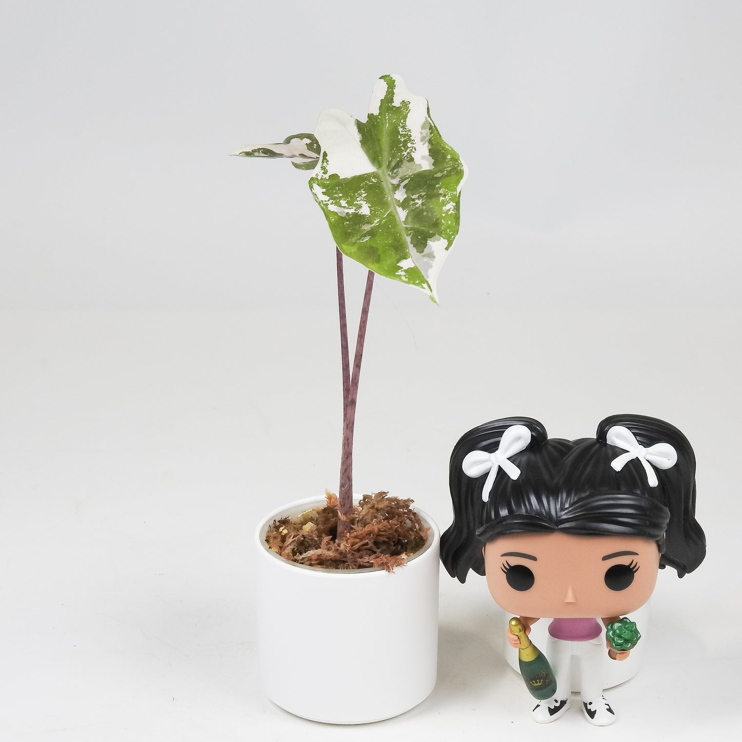 Alocasia Psuedo Sanderiana Pink (3519)