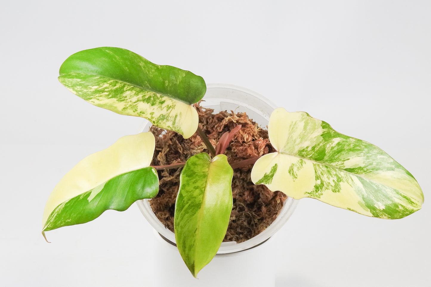Philodendron Florida Beauty x Distantilobum Variegated (3520)