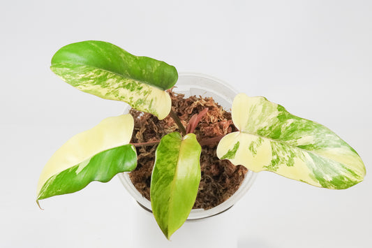 Philodendron Florida Beauty x Distantilobum Variegated (3520)