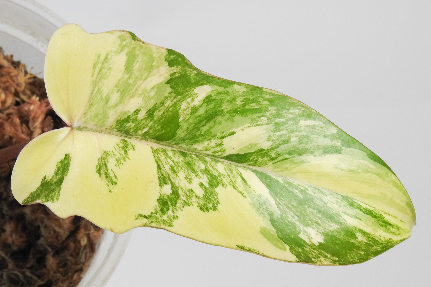 Philodendron Florida Beauty x Distantilobum Variegated (3520)