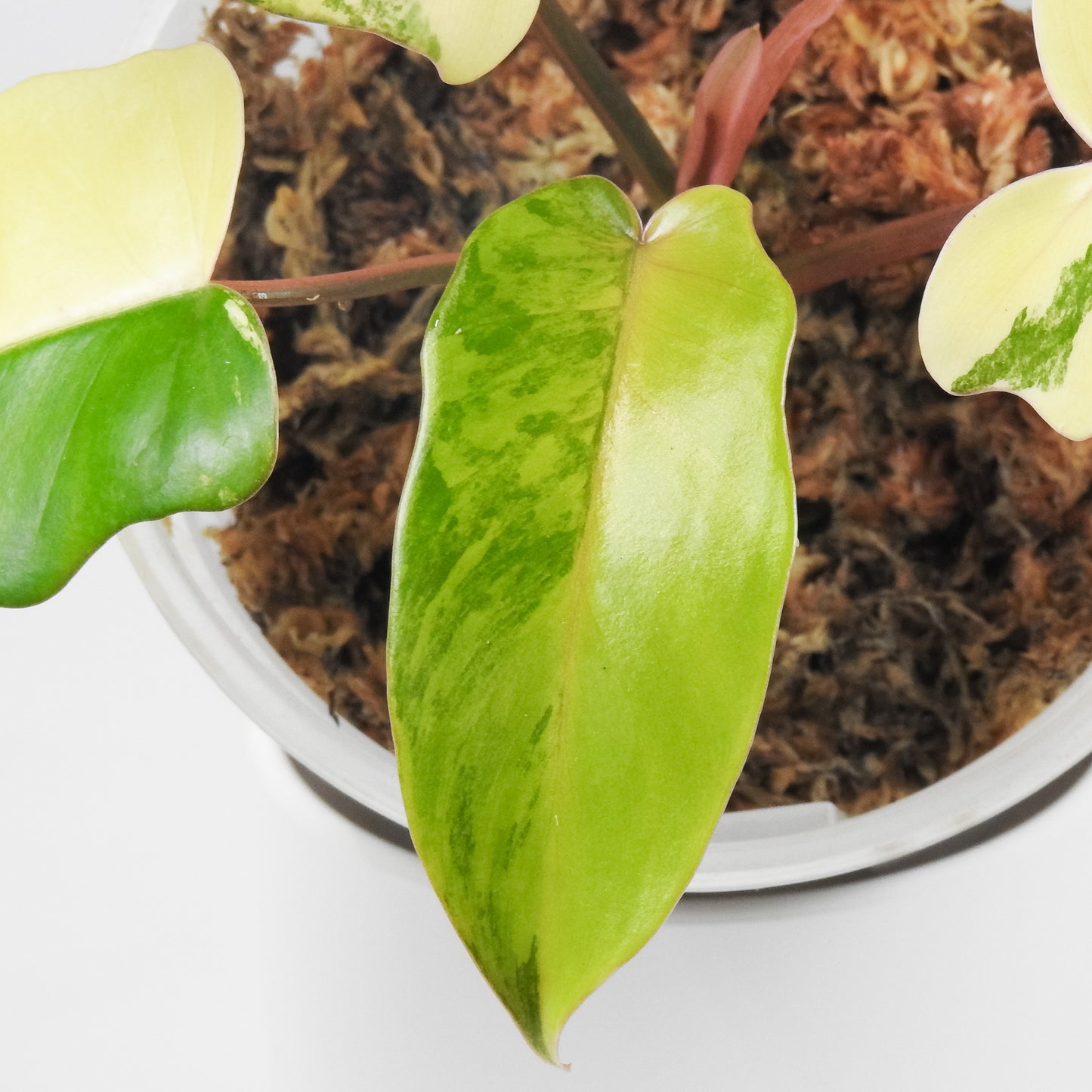 Philodendron Florida Beauty x Distantilobum Variegated (3520)