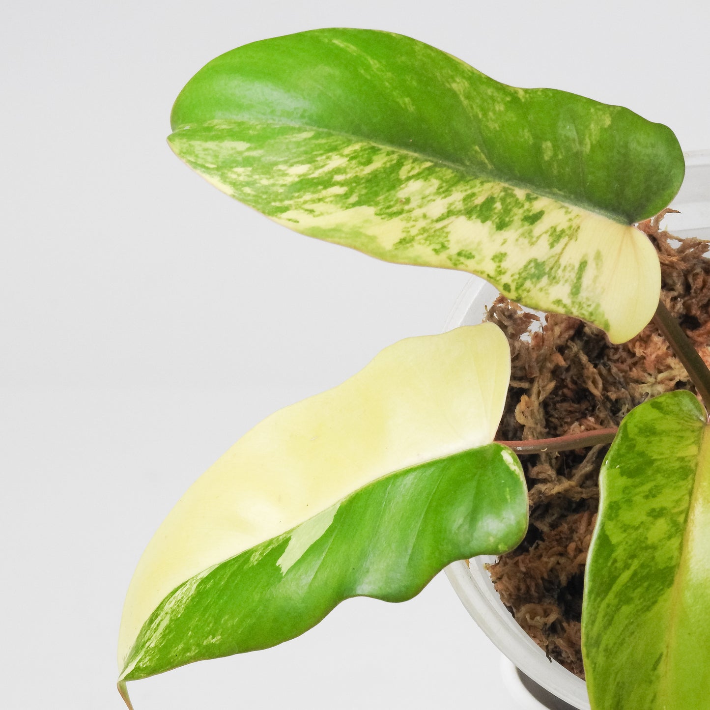 Philodendron Florida Beauty x Distantilobum Variegated (3520)