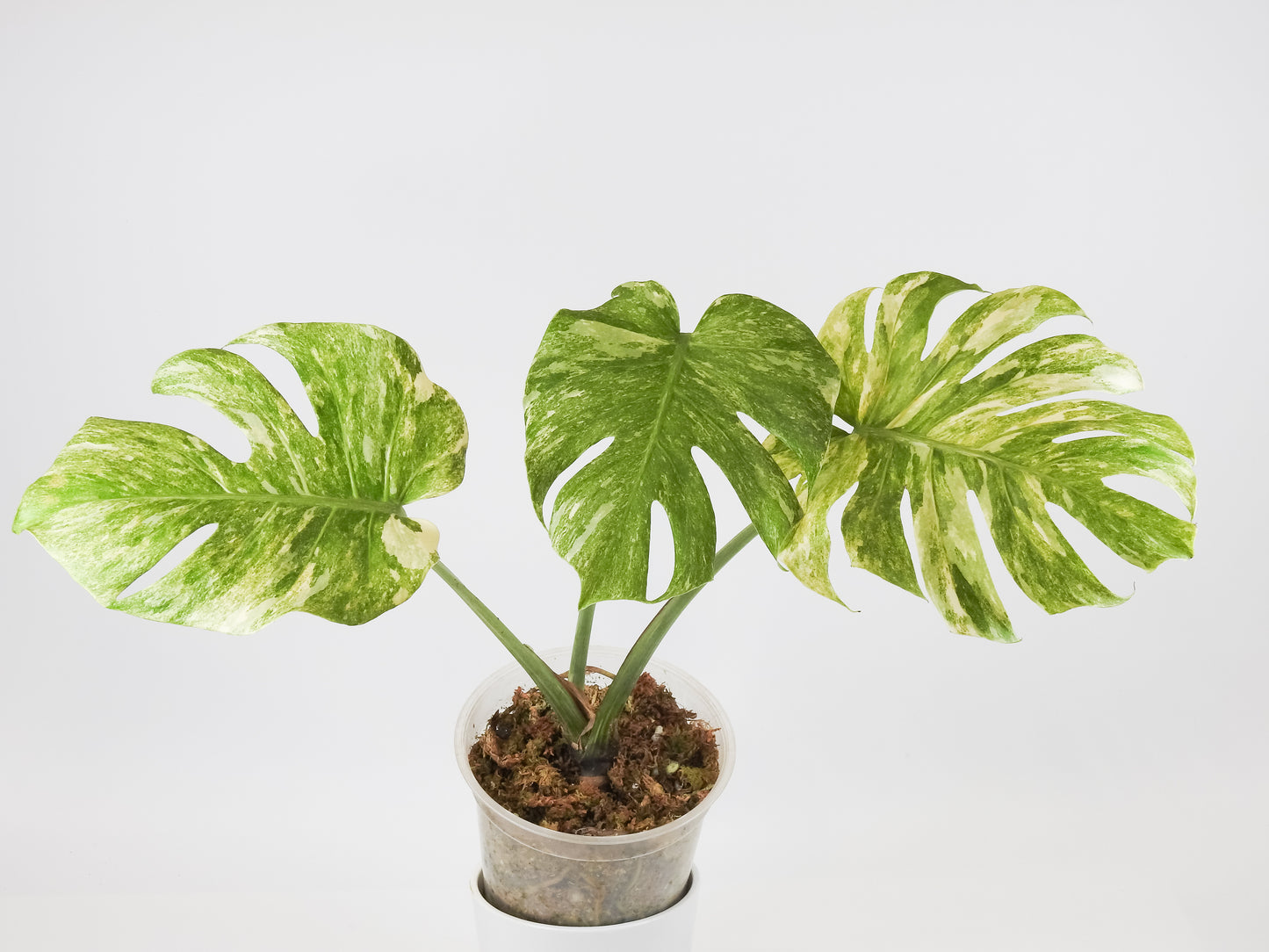 Monstera Deliciosa 'Legacy' (3518)