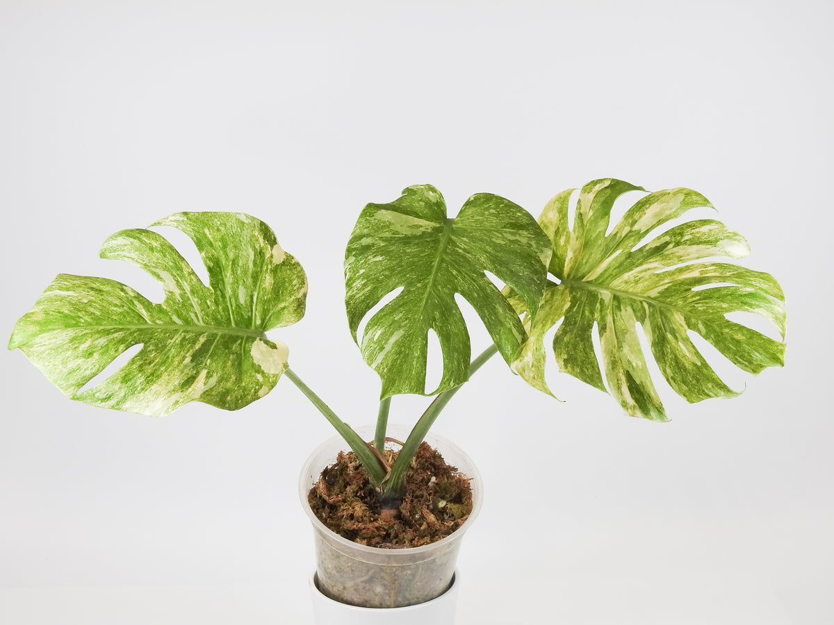 Monstera Deliciosa 'Legacy' (3518)