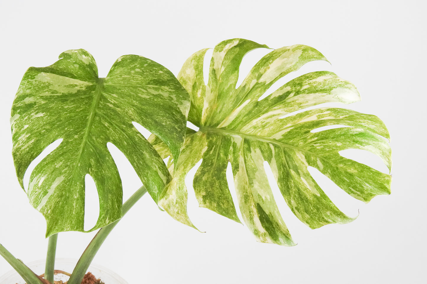 Monstera Deliciosa 'Legacy' (3518)