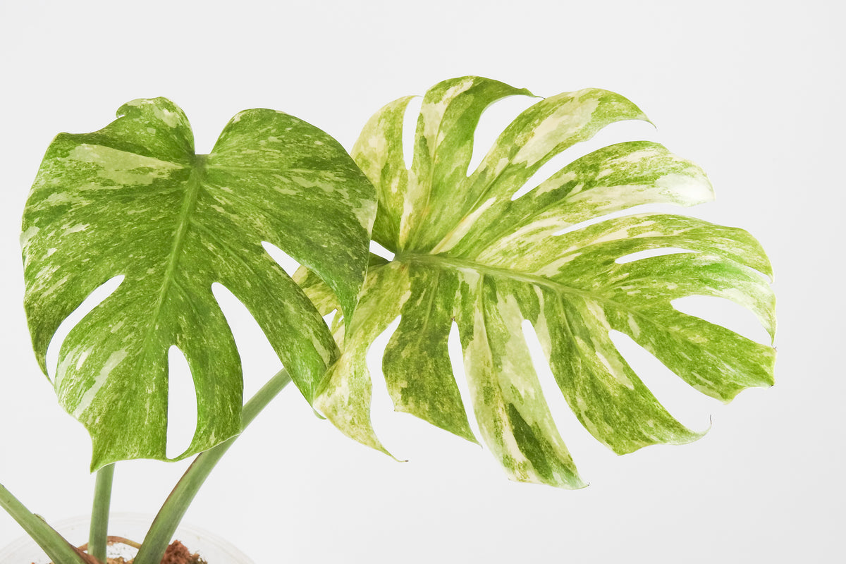 Monstera Deliciosa 'Legacy' (3518)