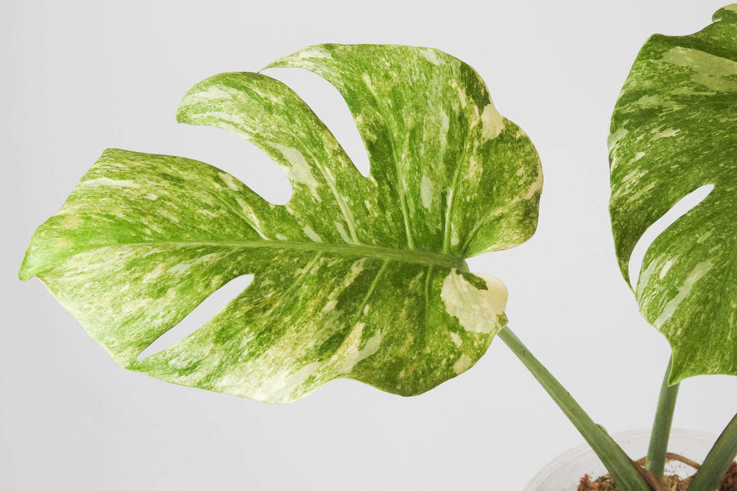 Monstera Deliciosa 'Legacy' (3518)