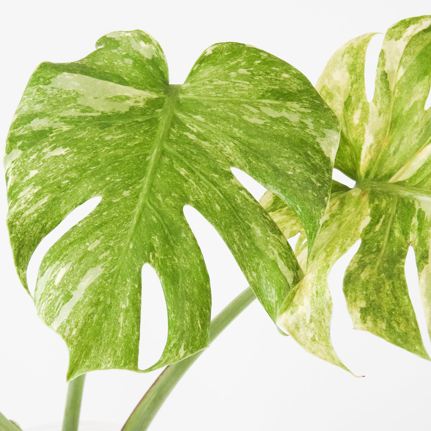 Monstera Deliciosa 'Legacy' (3518)