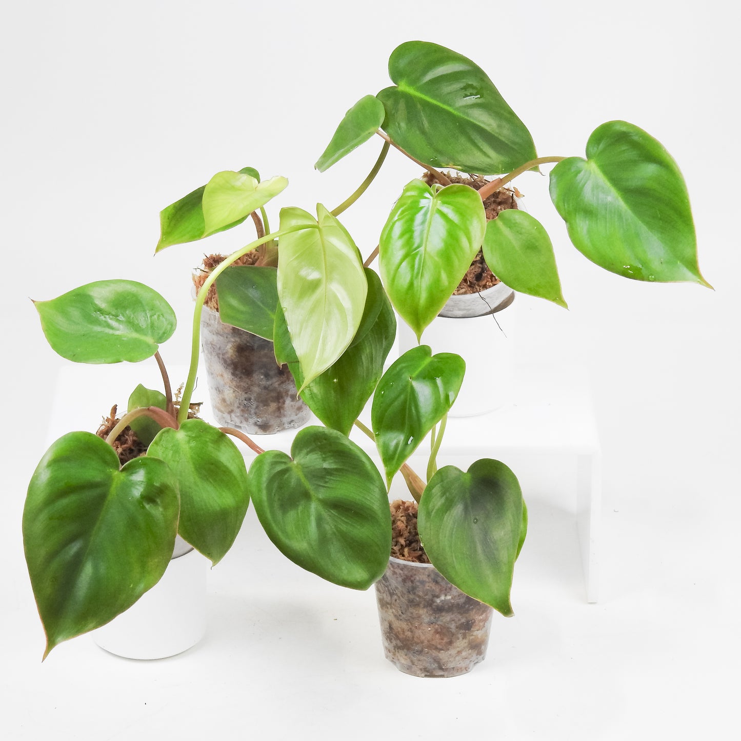 Philodendron 'Billietiae x Pasta' *Growers Choice*
