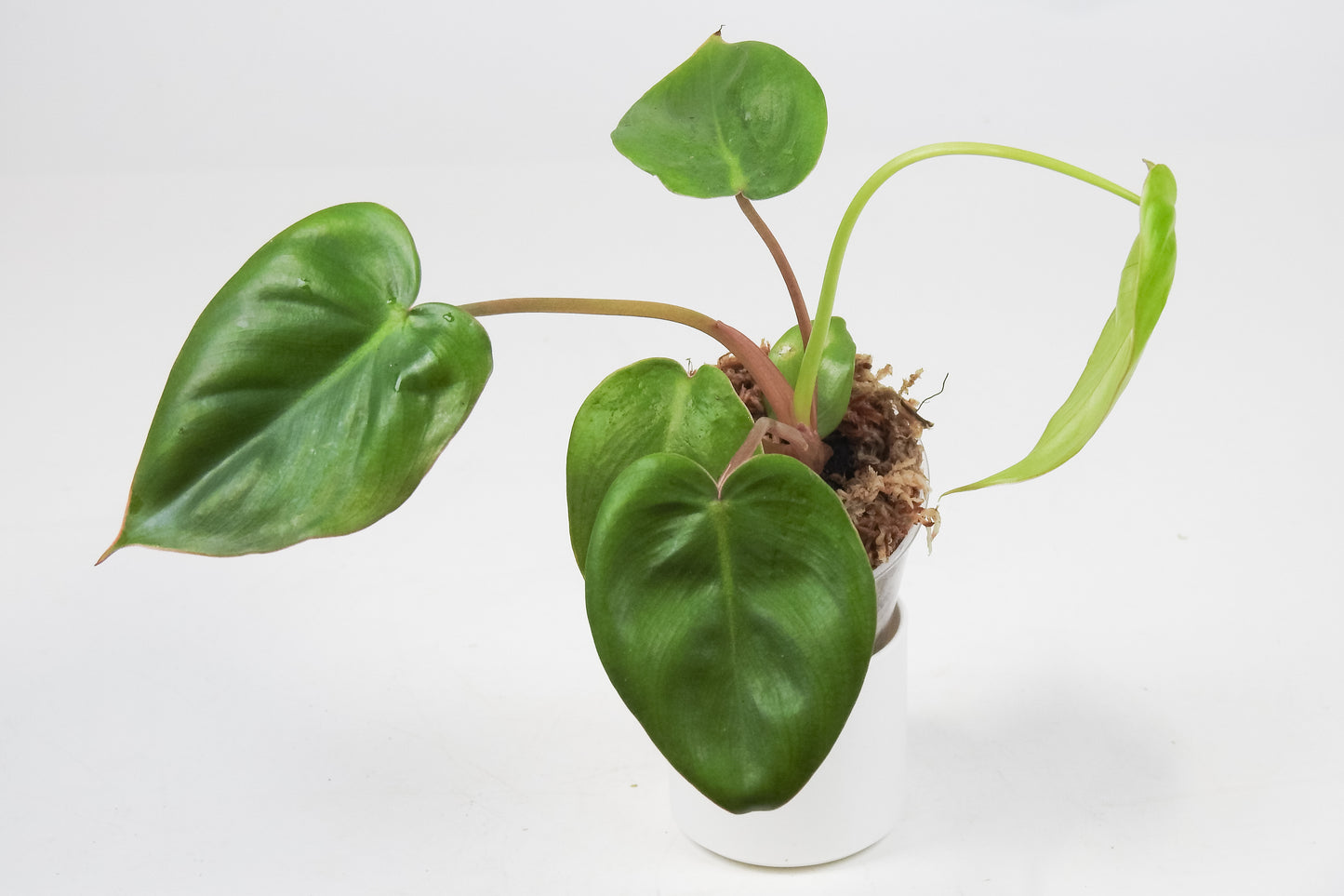 Philodendron 'Billietiae x Pasta' *Growers Choice*