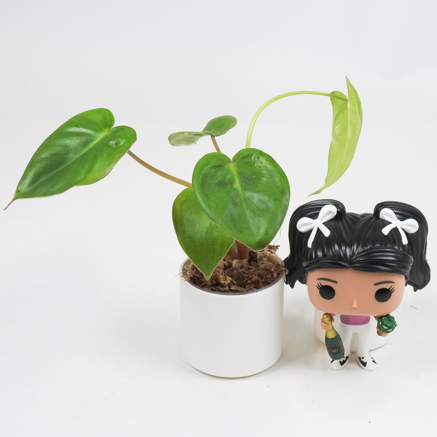Philodendron 'Billietiae x Pasta' *Growers Choice*