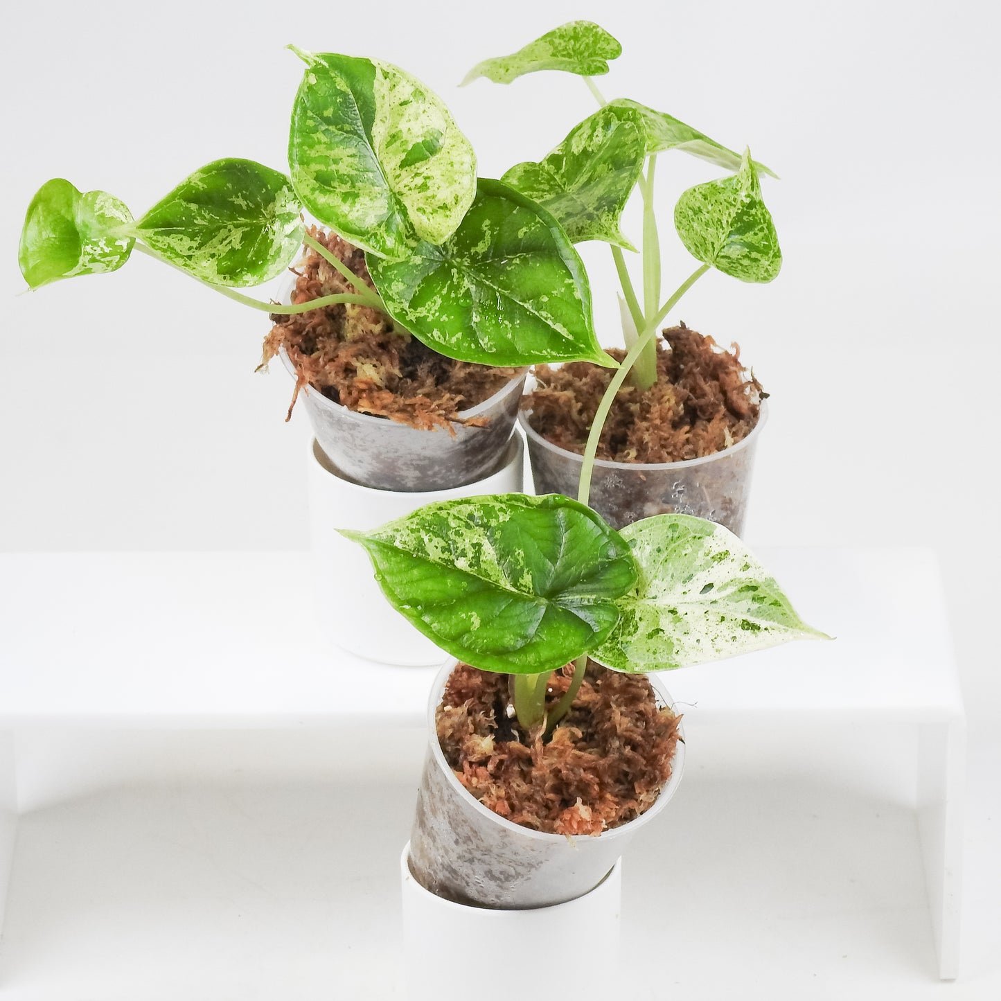 Alocasia 'Dragon Scale' Mint *Growers Choice*