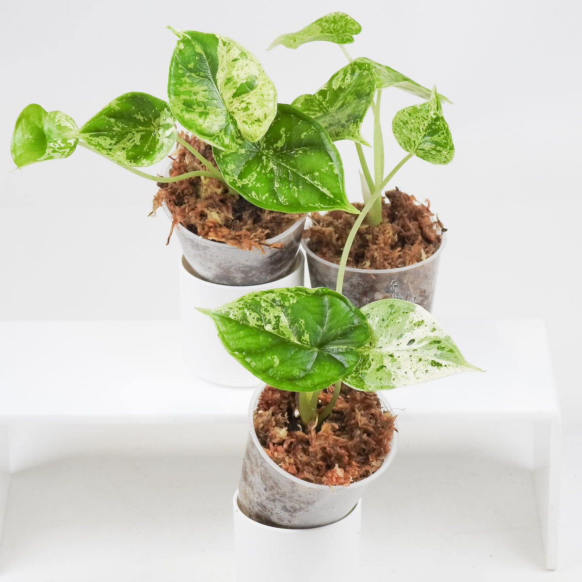 Alocasia 'Dragon Scale' Mint *Growers Choice*