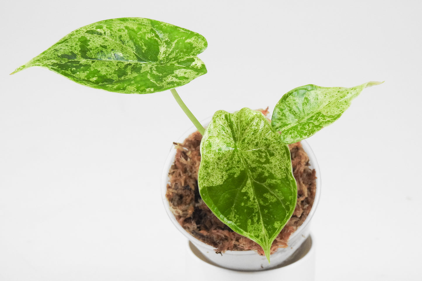 Alocasia 'Dragon Scale' Mint *Growers Choice*