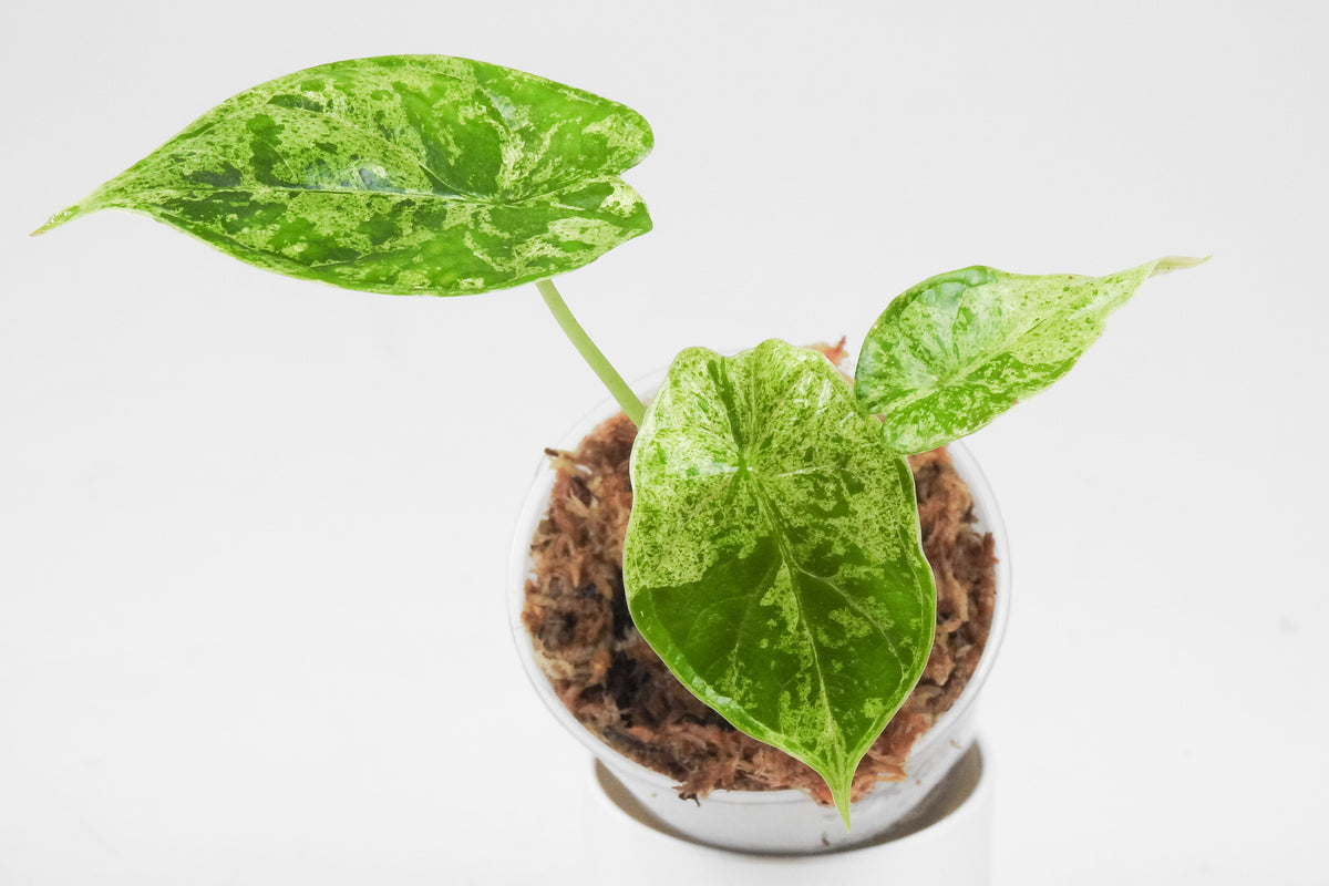 Alocasia 'Dragon Scale' Mint *Growers Choice*