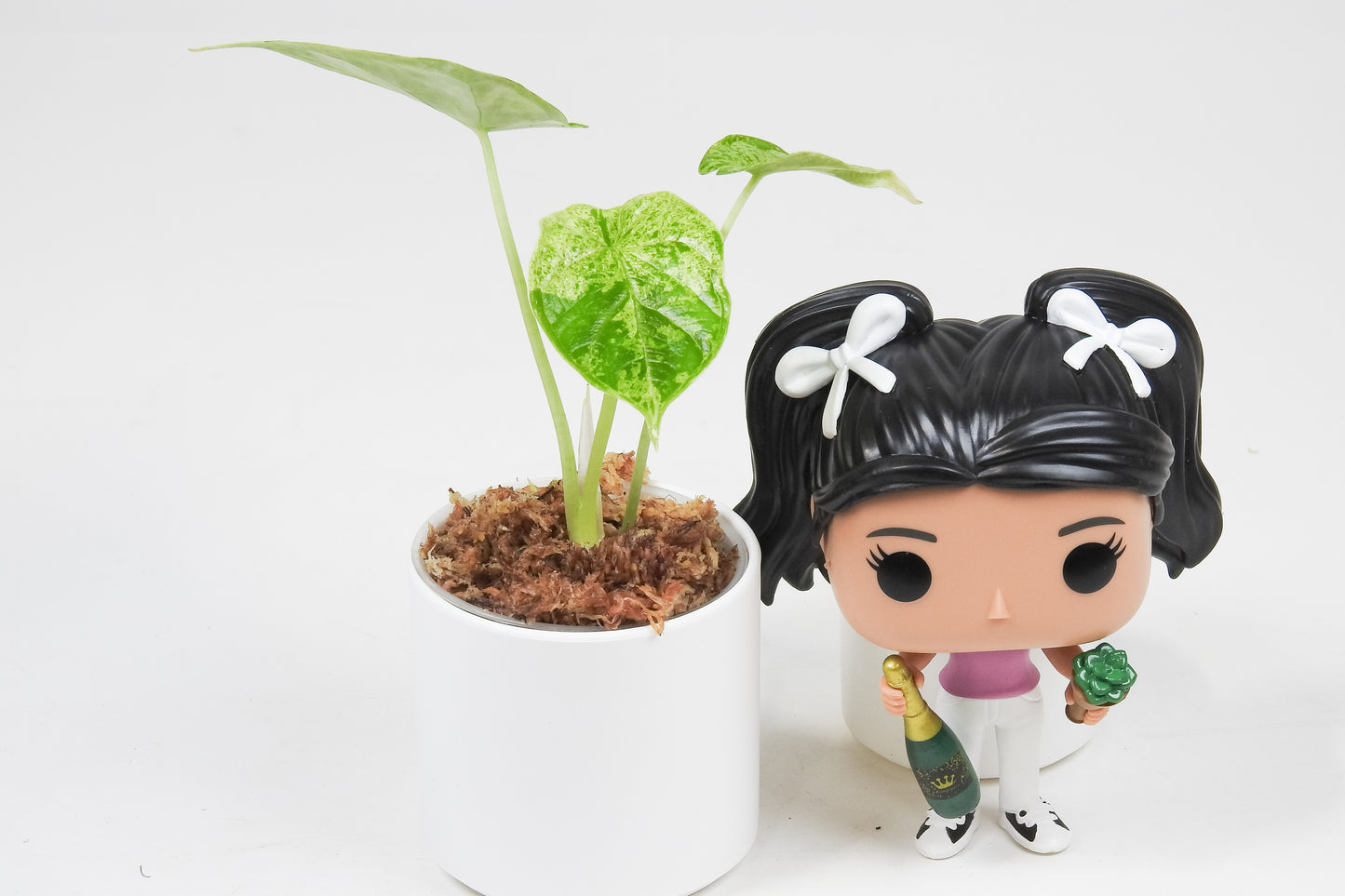 Alocasia 'Dragon Scale' Mint *Growers Choice*