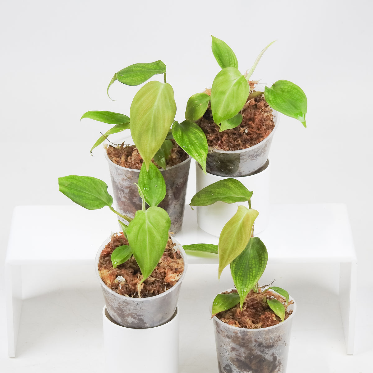 Philodendron 'Fuzzy Petiole' *Growers Choice*