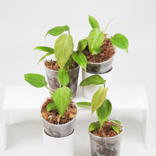 Philodendron 'Fuzzy Petiole' *Growers Choice*