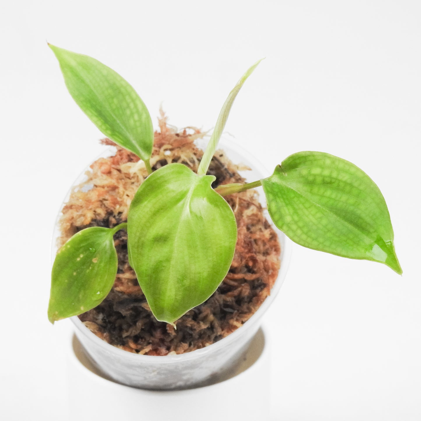 Philodendron 'Fuzzy Petiole' *Growers Choice*