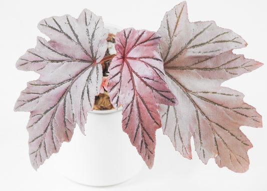 Begonia 'Lamoon' (3701)