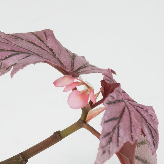 Begonia 'Lamoon' (3701)
