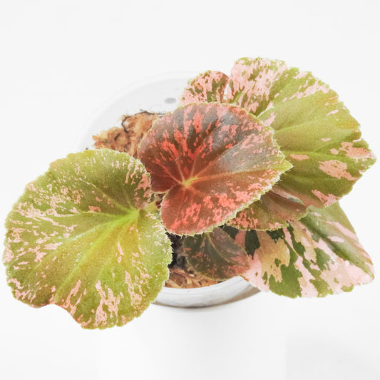 Begonia 'Cuculata' Pink (3700)