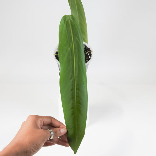 Anthurium 'Papillimnum x Waroqueanum' (3704)
