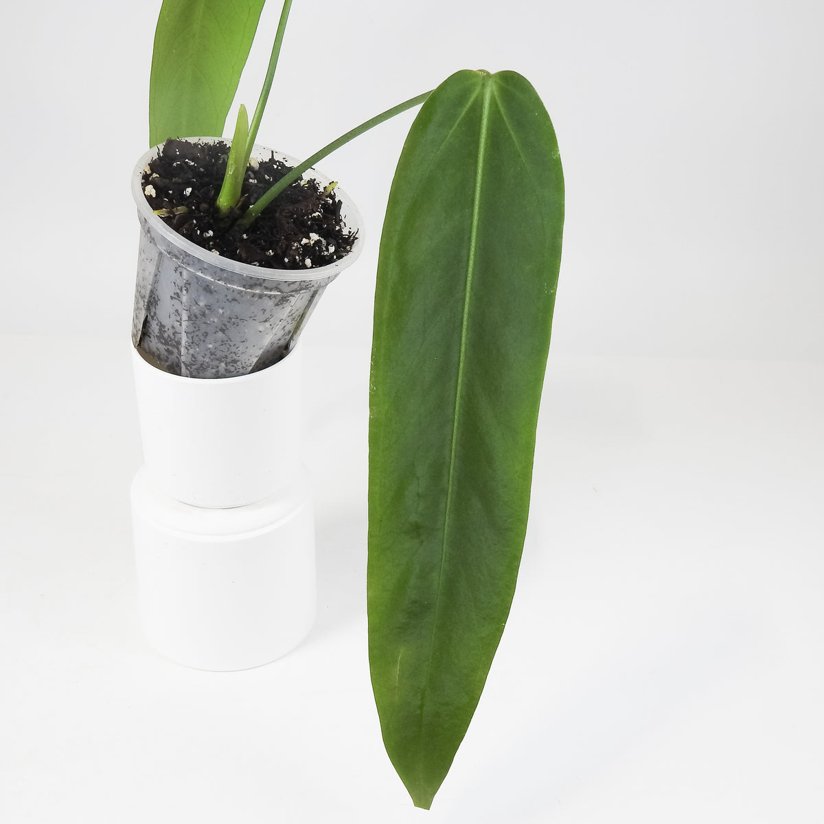 Anthurium 'Papillimnum x Waroqueanum' (3704)