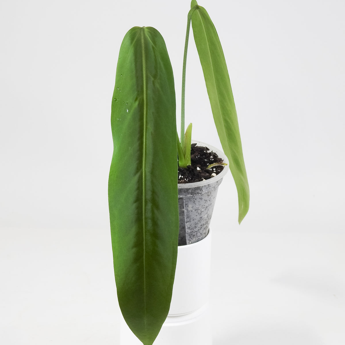 Anthurium 'Papillimnum x Waroqueanum' (3704)