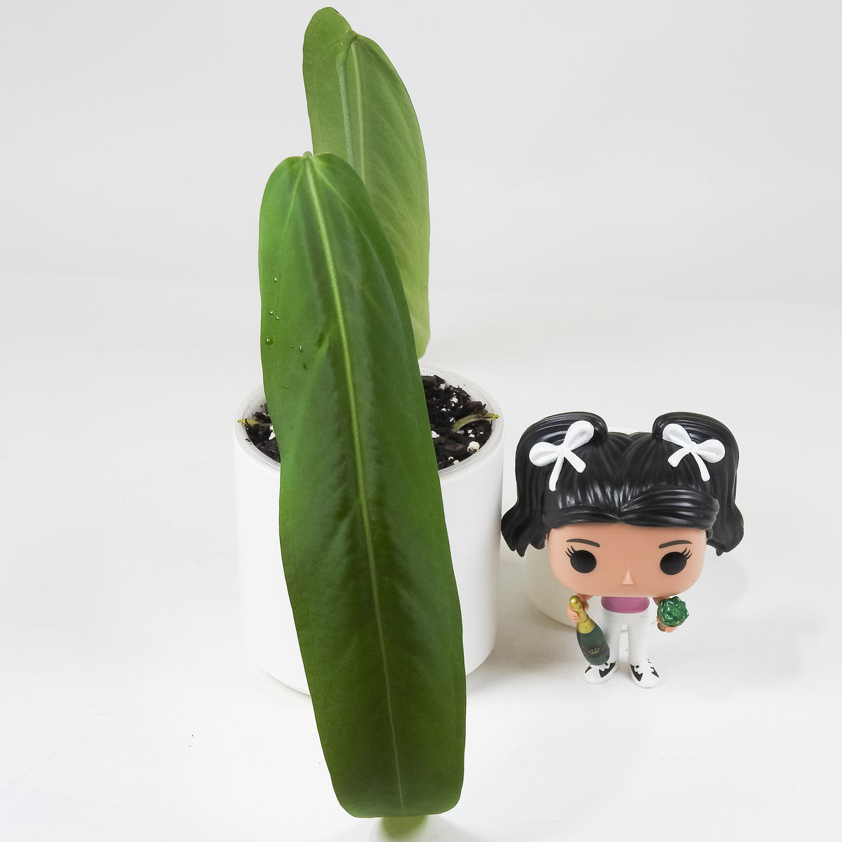 Anthurium 'Papillimnum x Waroqueanum' (3704)