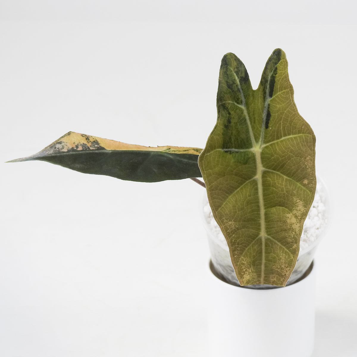 Alocasia Sanderiana Aurea (3702)