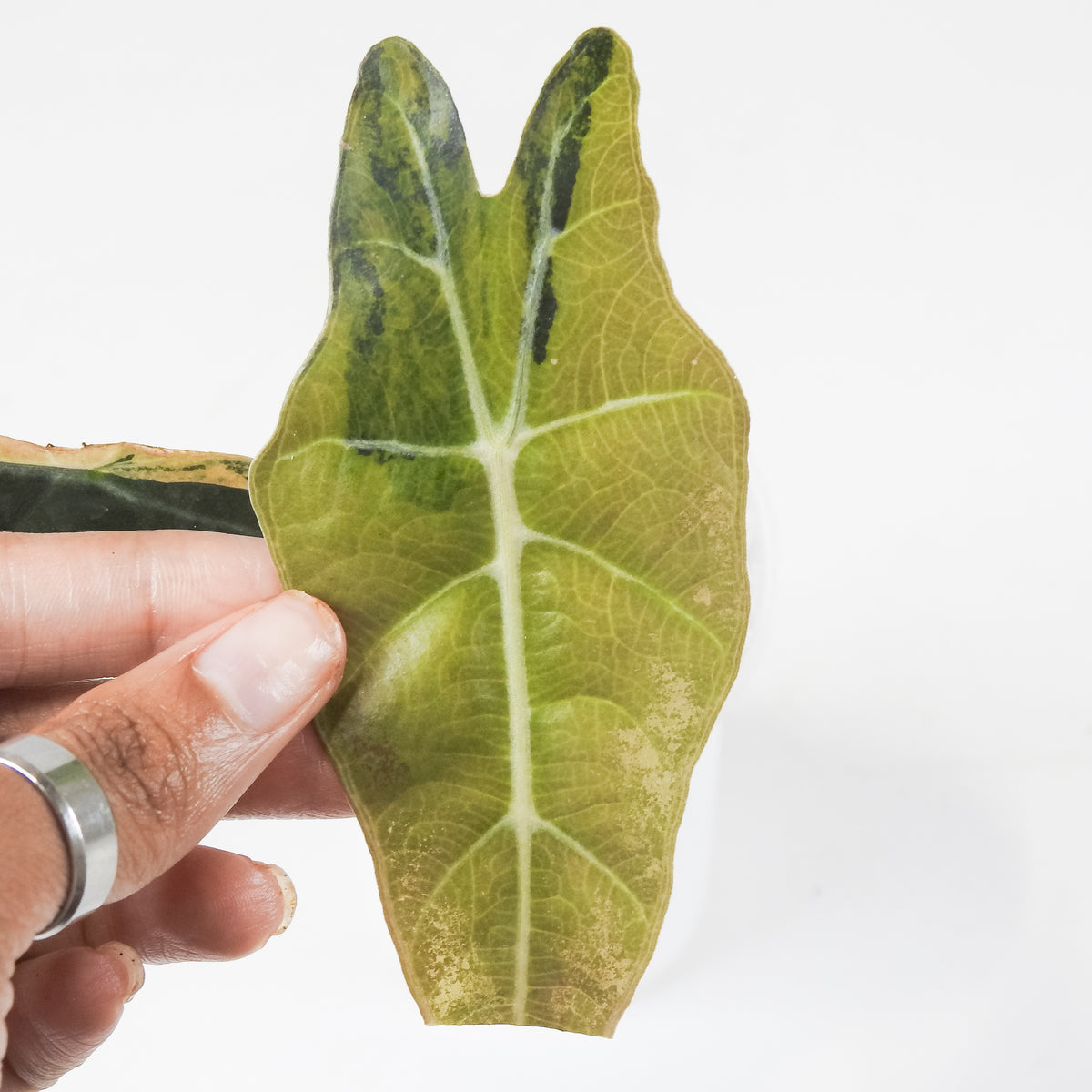 Alocasia Sanderiana Aurea (3702)