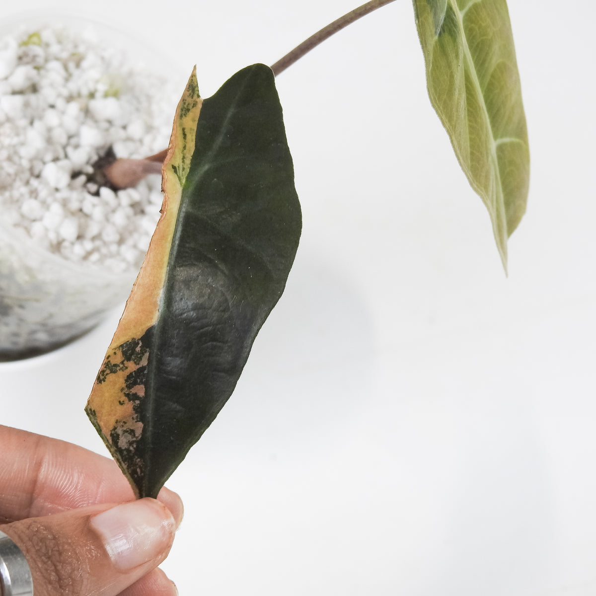Alocasia Sanderiana Aurea (3702)