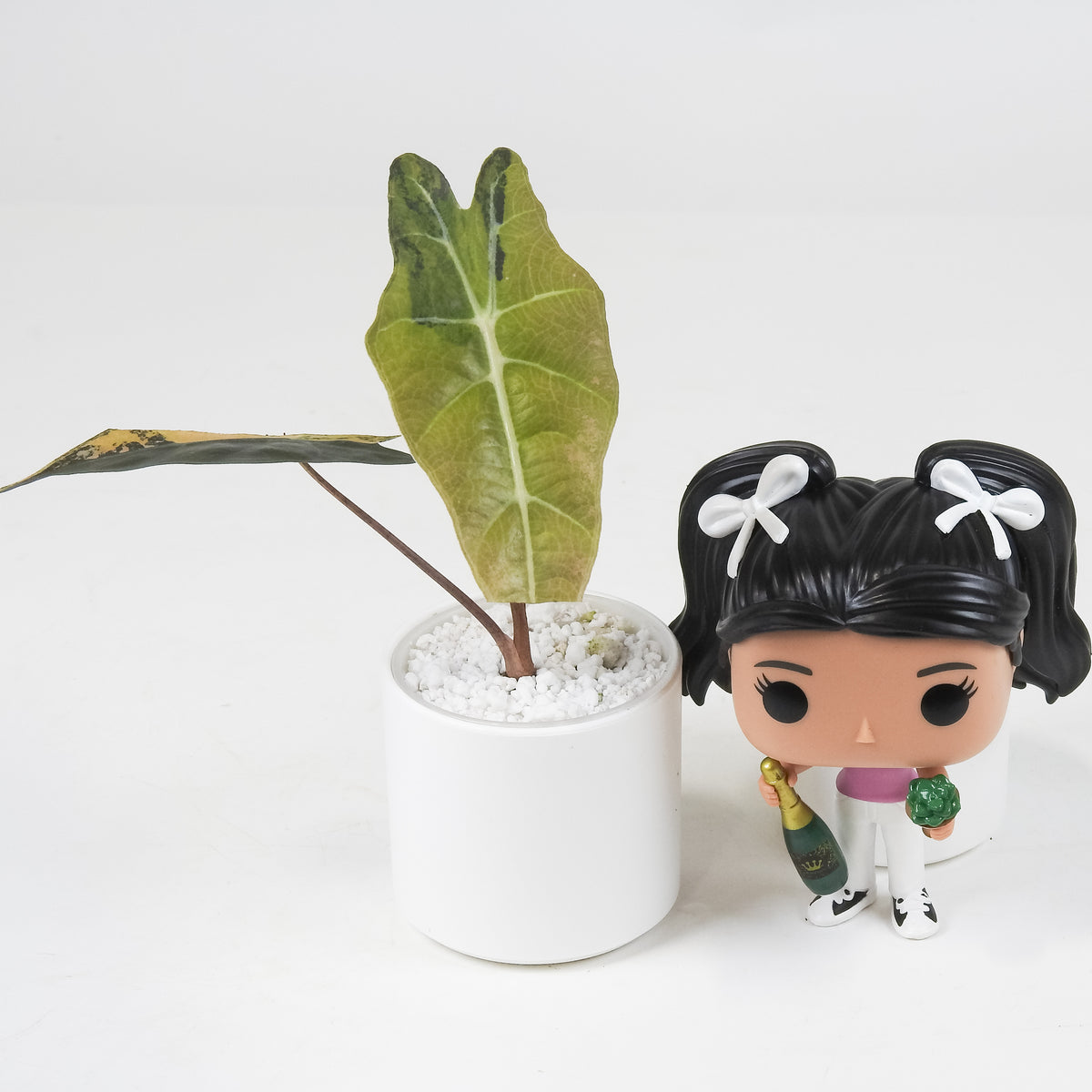 Alocasia Sanderiana Aurea (3702)