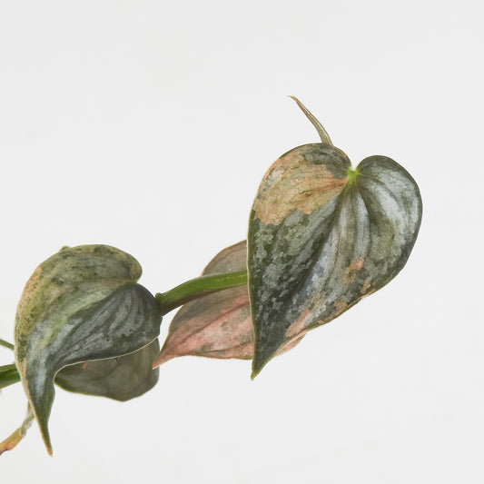 Philodendron 'Brandtianum' Pink Variegated (3703)