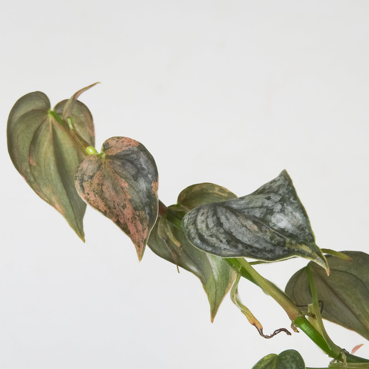 Philodendron 'Brandtianum' Pink Variegated (3703)