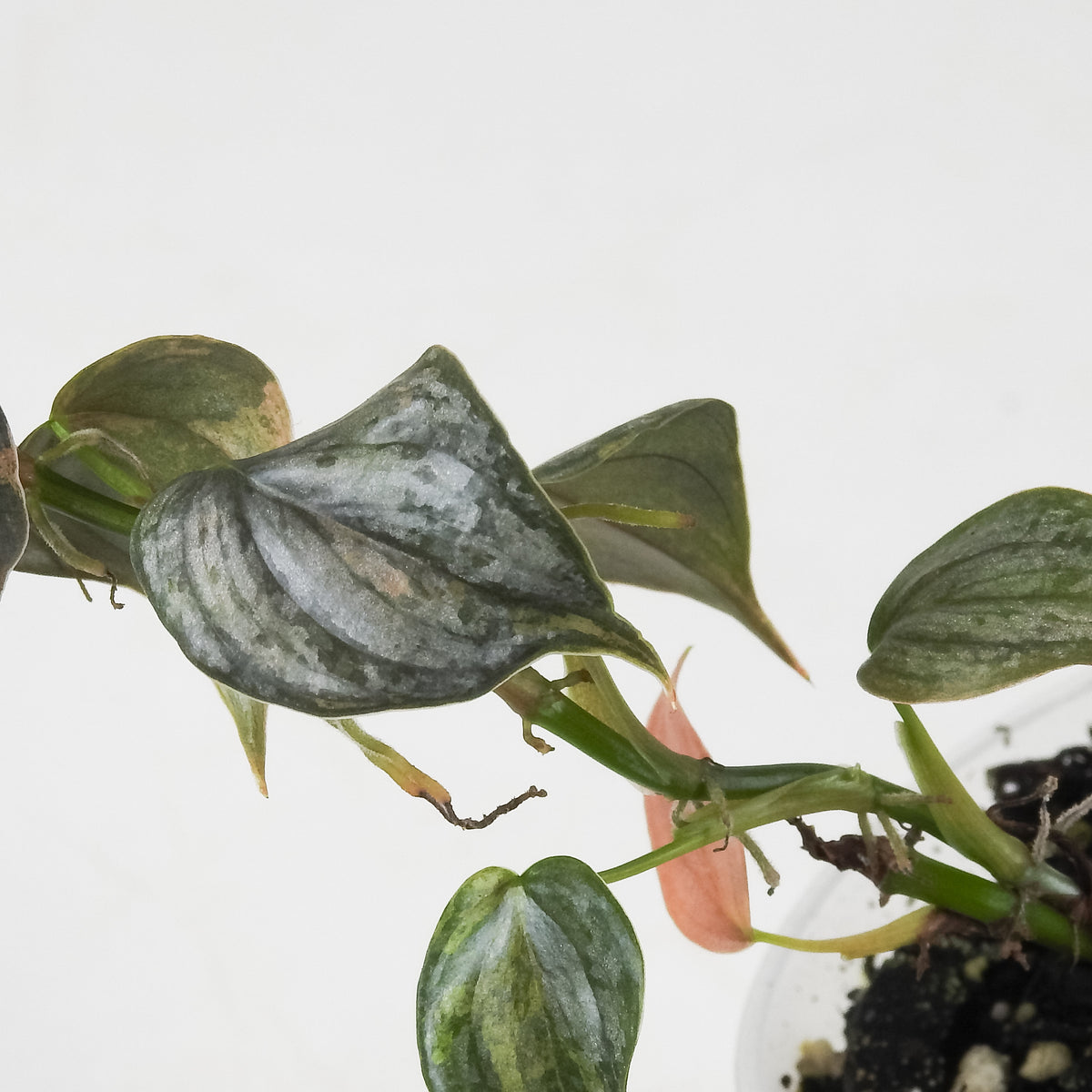 Philodendron 'Brandtianum' Pink Variegated (3703)