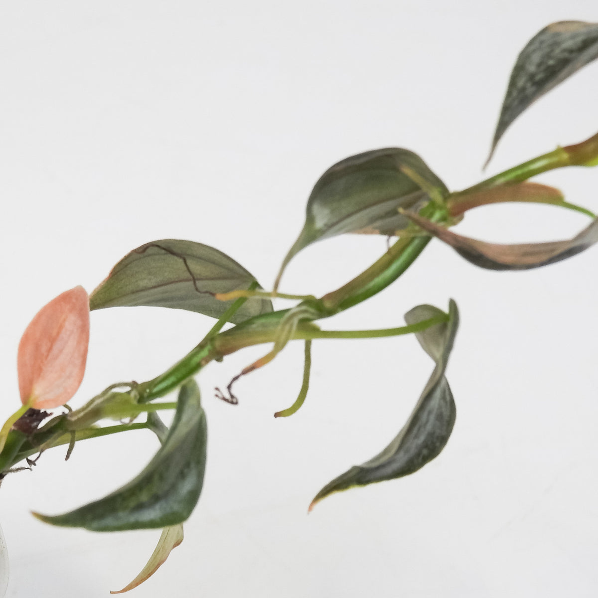 Philodendron 'Brandtianum' Pink Variegated (3703)