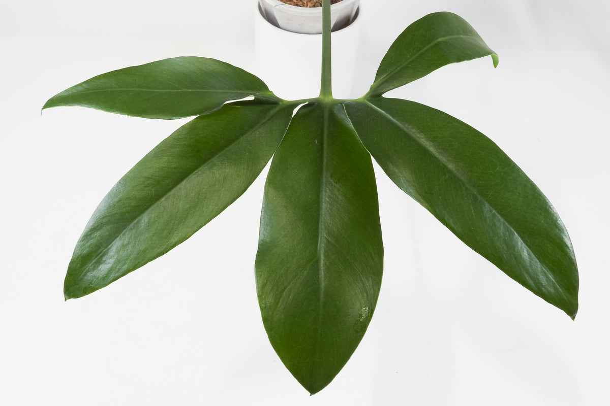 Thaumatophyllum Goldii Variegated (3720)