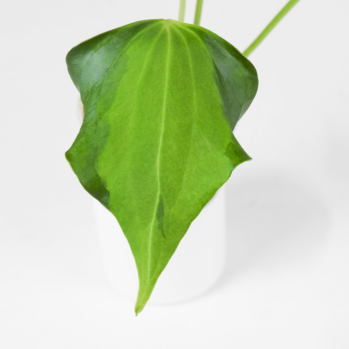 Anthurium Delta Force 'Lava' Variegated (3705)