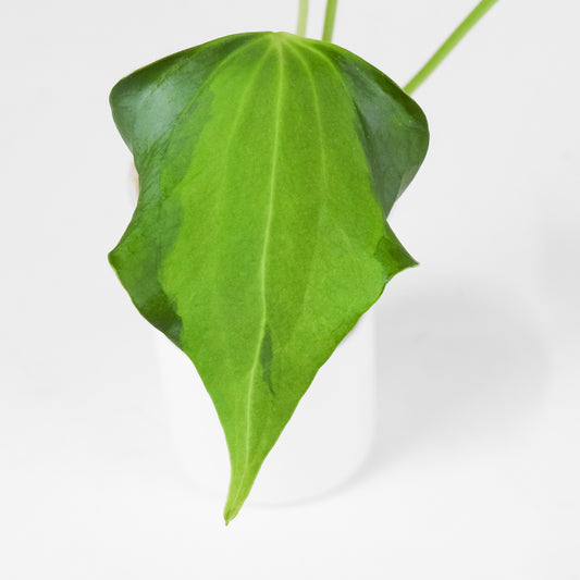 Anthurium Delta Force 'Lava' Variegated (3705)