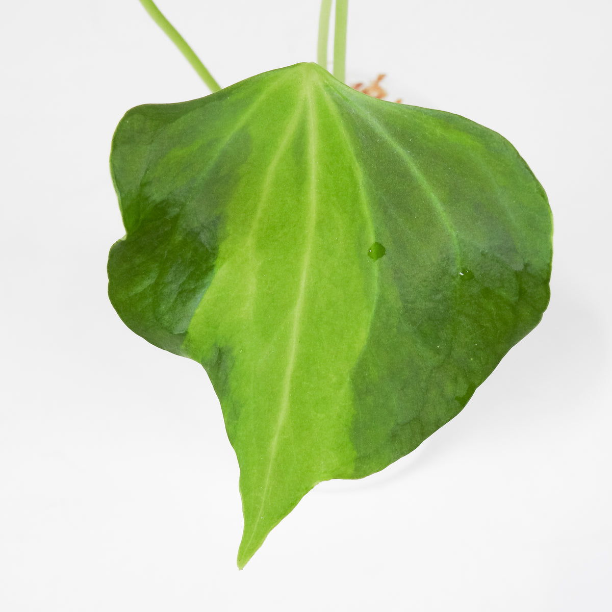Anthurium Delta Force 'Lava' Variegated (3705)