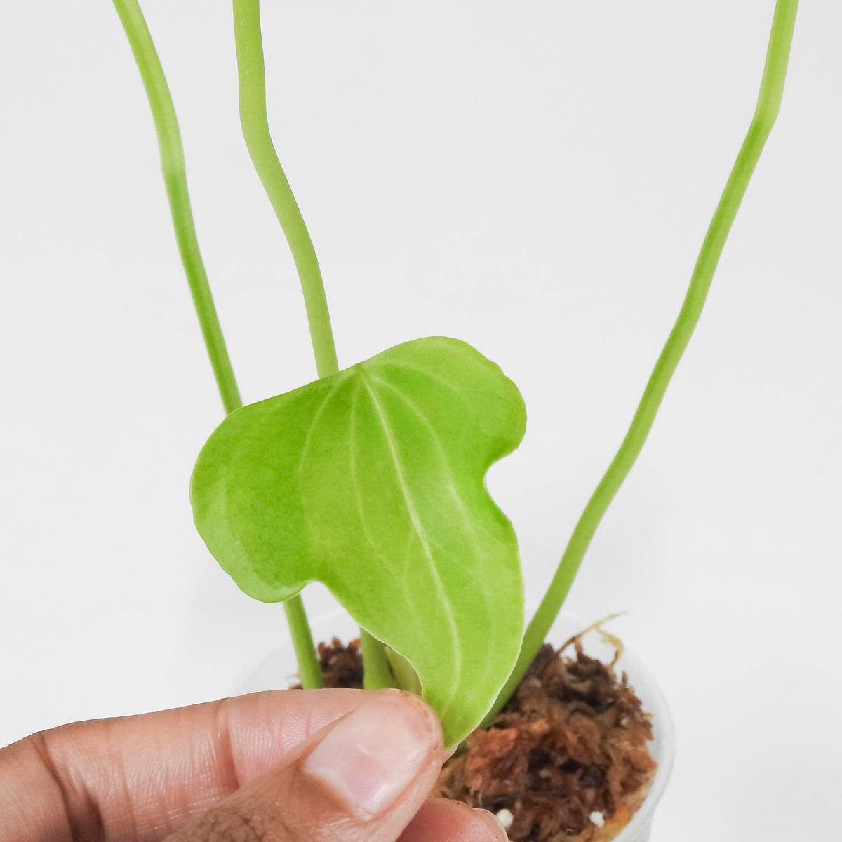Anthurium Delta Force 'Lava' Variegated (3705)