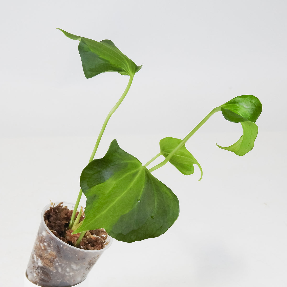 Anthurium Delta Force 'Lava' Variegated (3705)