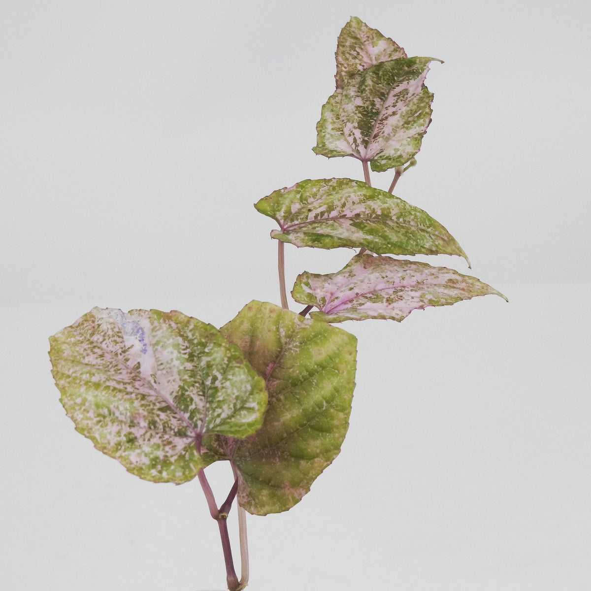 Cissus Discolor Variegated (3706)
