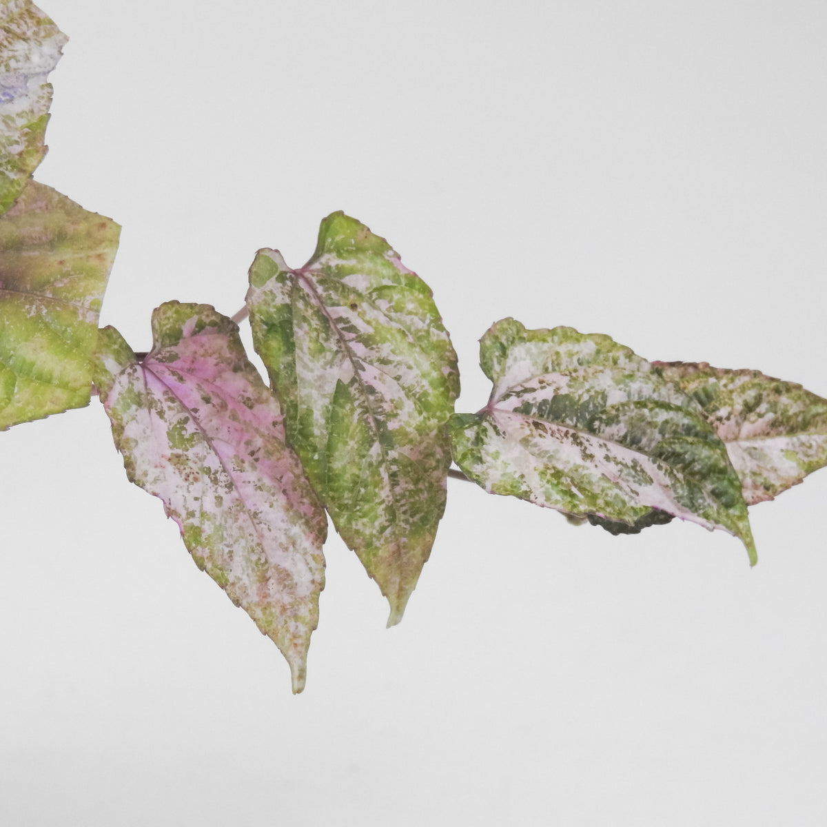 Cissus Discolor Variegated (3706)