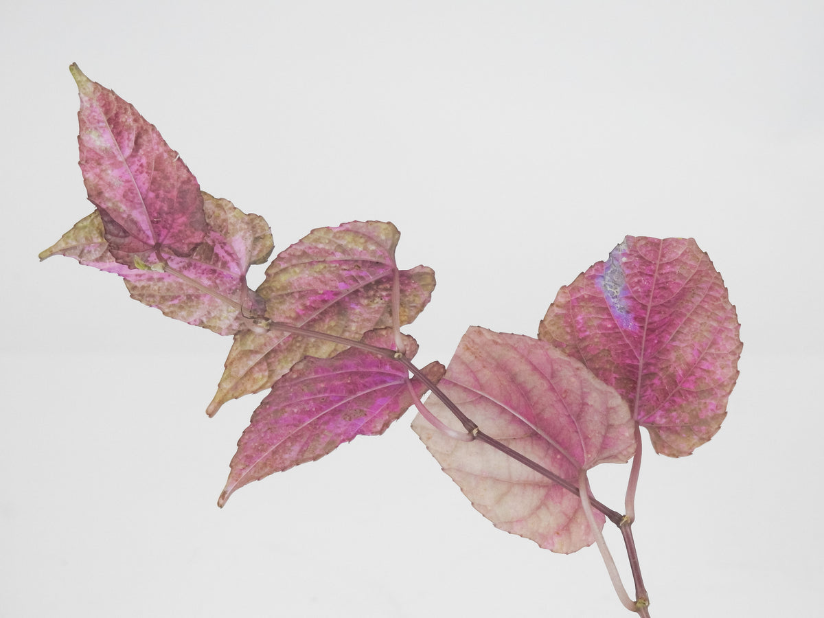 Cissus Discolor Variegated (3706)